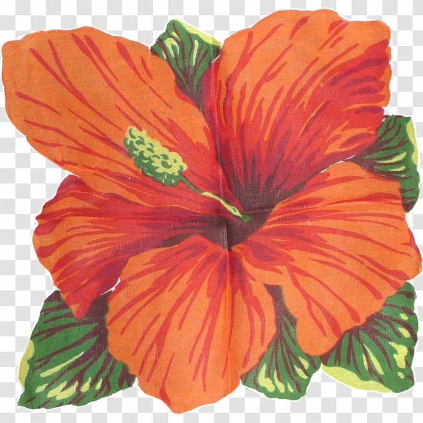 Mallows Hibiscus Flowering Plant - Flower Transparent PNG