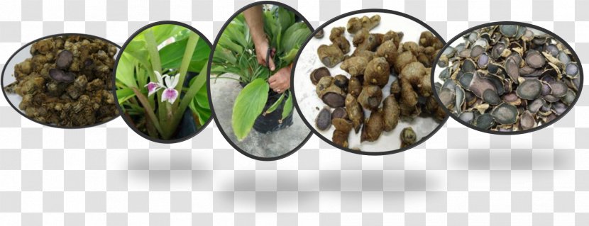 Kaempferia Parviflora Health Arabica Coffee Herbaceous Plant - Body Jewelry Transparent PNG