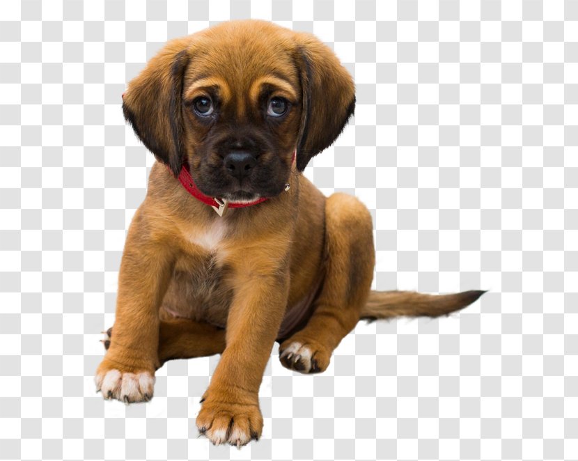 Dog Pet Veterinarian Cat Puppy - Breed - Play Firecracker Transparent PNG