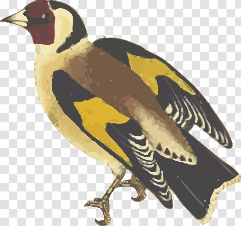 European Goldfinch Bird Duck Clip Art - Animal - Birds Transparent PNG