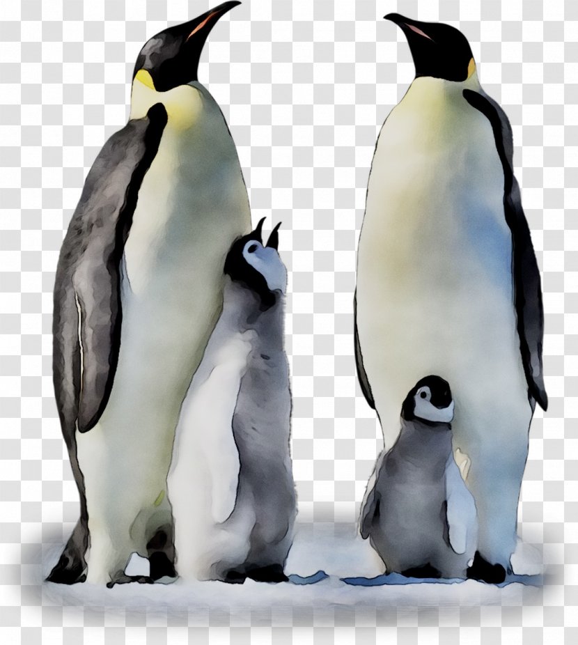 King Penguin Fauna Beak - Flightless Bird Transparent PNG