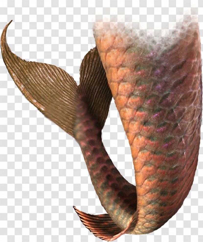 Mermaid Tail Color Transparent PNG