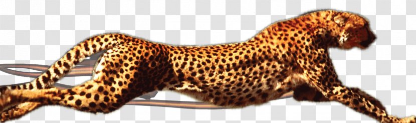 Leopard Like A Cheetah Elgin Kwik Out Bail Bonds - Jaguar Transparent PNG