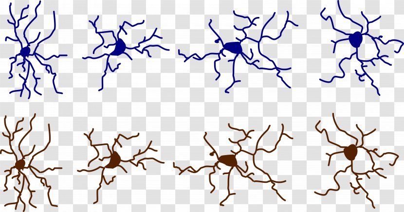 Microglia Gzip Visual Arts Clip Art - Frame - Neurons Transparent PNG