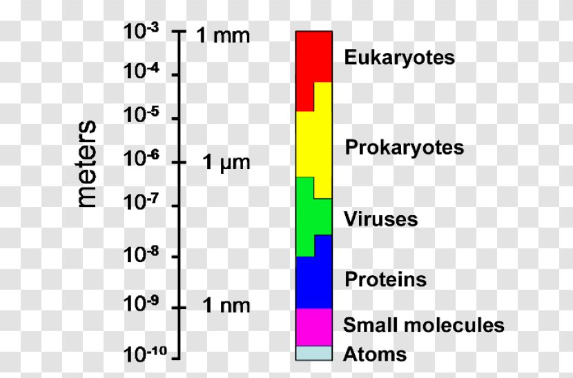 Microorganism Bacteria Archaeans Microbiology - Biochemistry - Eukaryotic Cell Transparent PNG