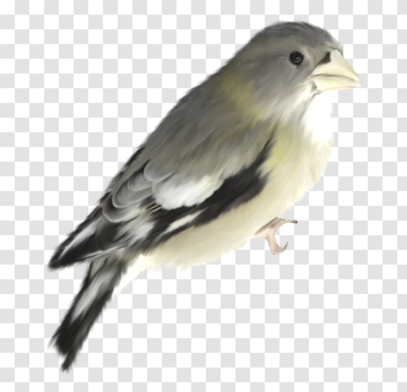 Bird House Sparrow Yellow - Beak Transparent PNG