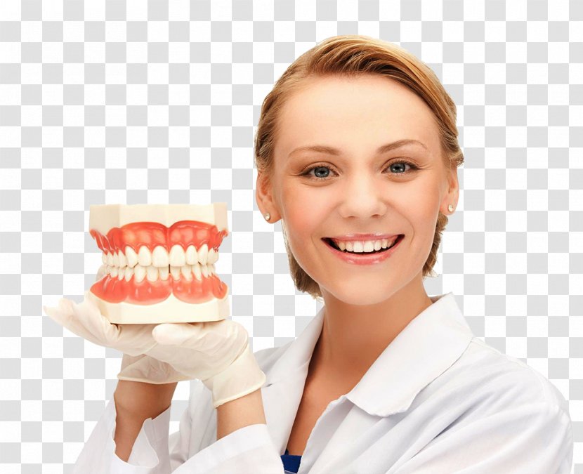Tooth Dentistry Dentures Jaw - Dental Background Transparent PNG