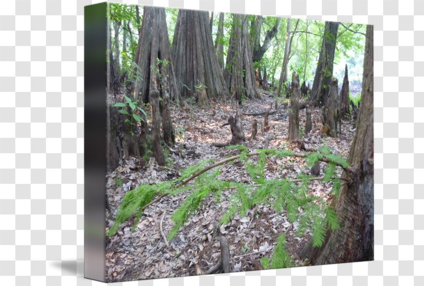Woodland Nature Reserve Vegetation State Park Forest - Jungle Transparent PNG