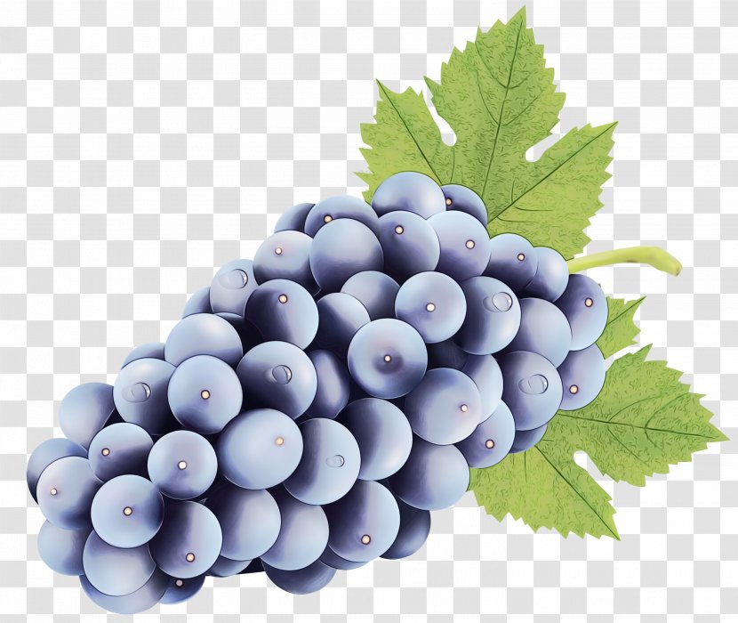 Drawing Of Family - Leaf - Grape Seed Extract Flower Transparent PNG