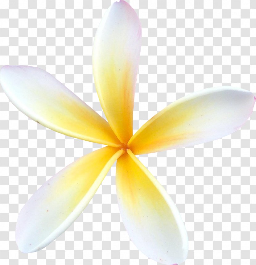 Flower Centerblog Petal - Rainbow - Thailand Transparent PNG