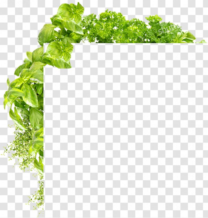 Parsley Flowerpot Nutrition Leaf - Therapy Transparent PNG