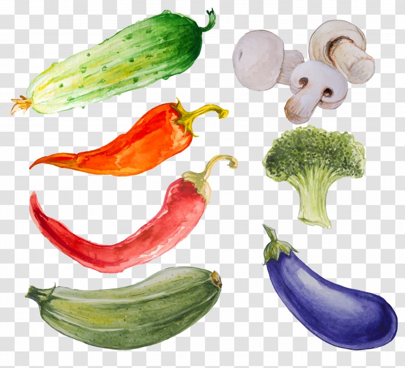 Vegetable Watercolor Painting Illustration Cucumber - Okra - Cocumber Banner Transparent PNG