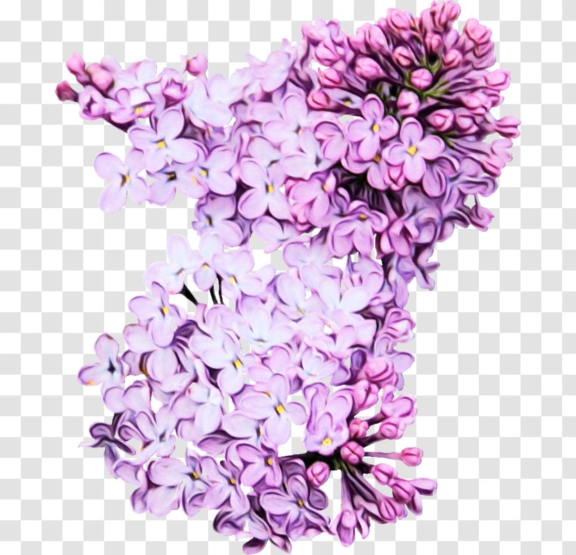 Lavender - Plant - Petal Transparent PNG
