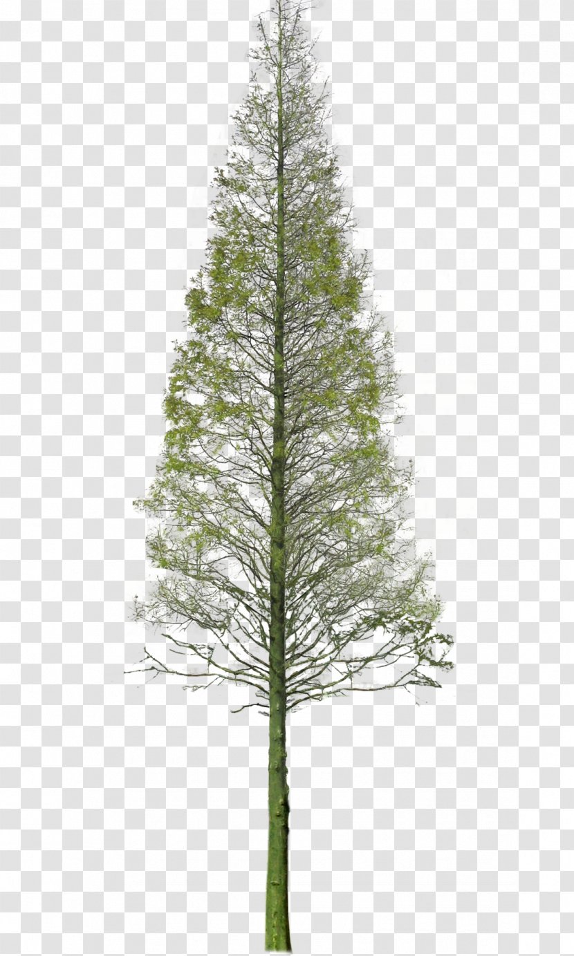 Spruce Garden Tree - Christmas Decoration - Landscaping Transparent PNG