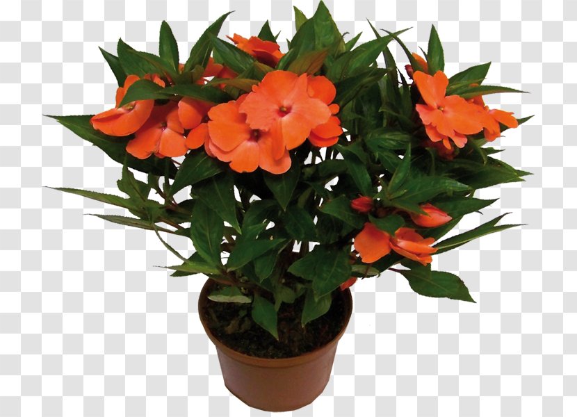 Houseplant Flower Impatiens Hawkeri Walleriana - Monstera Transparent PNG