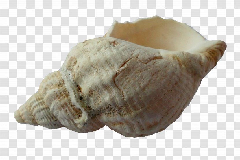 Clam Seashell - Shankha - Conch Transparent PNG