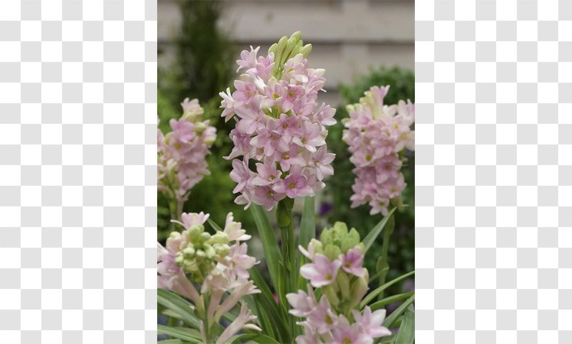 Tuberose Spring Bulbs Odor Flower - Peruvian Lily Transparent PNG