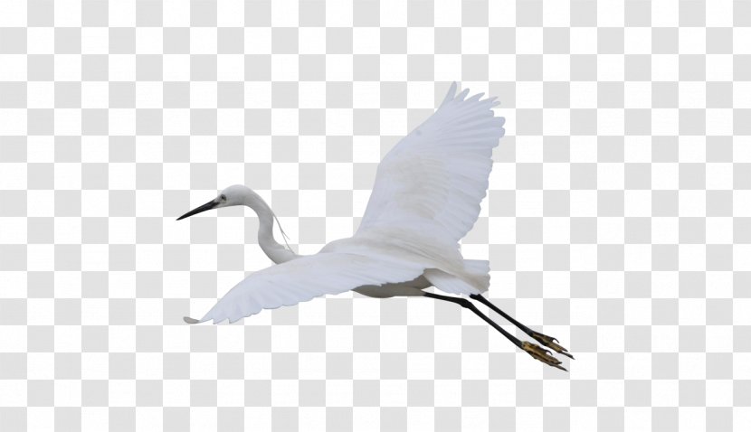 Crane Computer File - Fauna - Flying Transparent PNG
