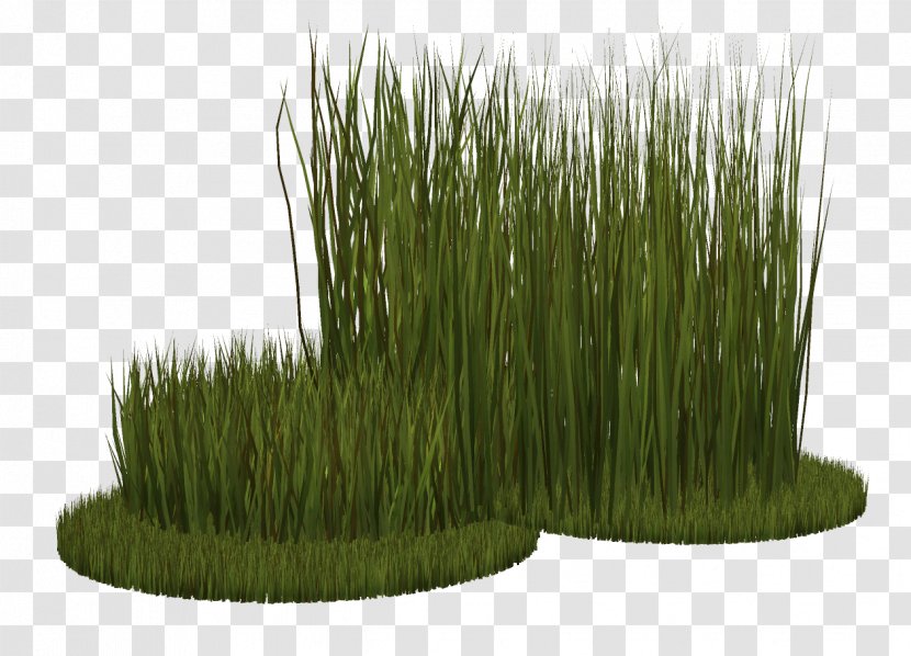 Ryegrass Herbaceous Plant Grasses - Tree - Grass Transparent PNG