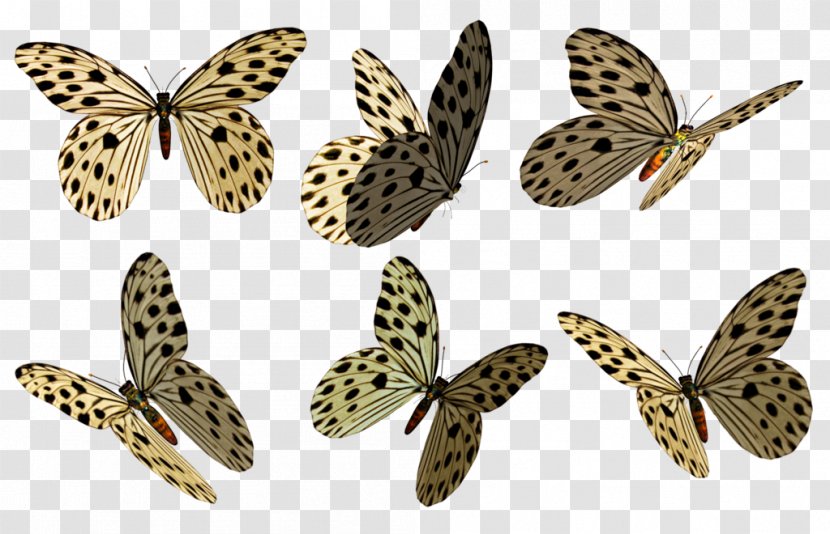 Butterfly Moth Art Stock Owl Butterflies - Pollinator Transparent PNG