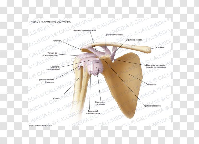 Shoulder Joint Ligament Bone - Tree - Abdomen Anatomy Transparent PNG