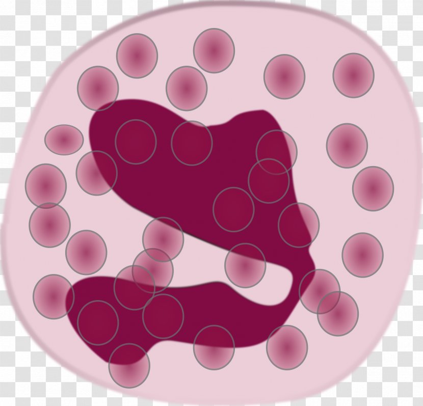 Immune System Eosinophil White Blood Cell Neutrophil - Heart - Allergy Transparent PNG