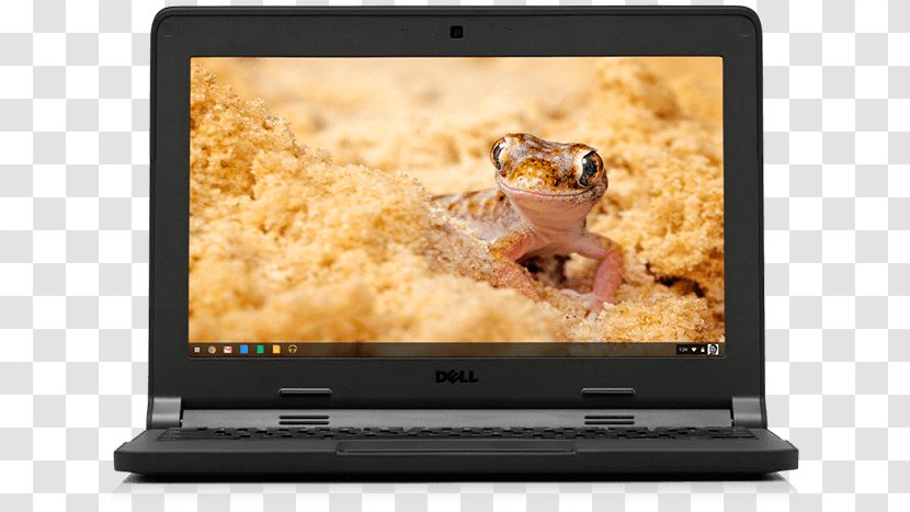 Lizard Reptile Common Leopard Gecko Desktop Wallpaper - Electronic Device - Longchamp Tan Leather Bag Transparent PNG