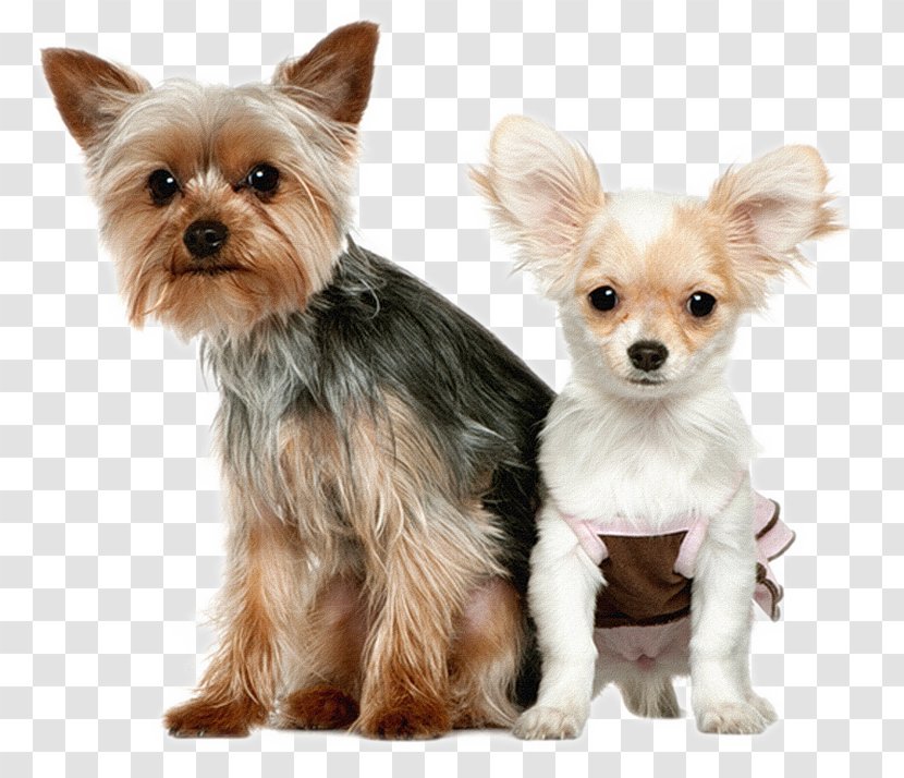 Yorkshire Terrier Chihuahua Puppy Pekingese Bull - Companion Dog Transparent PNG