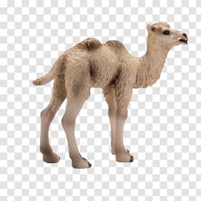 Bactrian Camel Dromedary Foal Horse Schleich - Model Transparent PNG