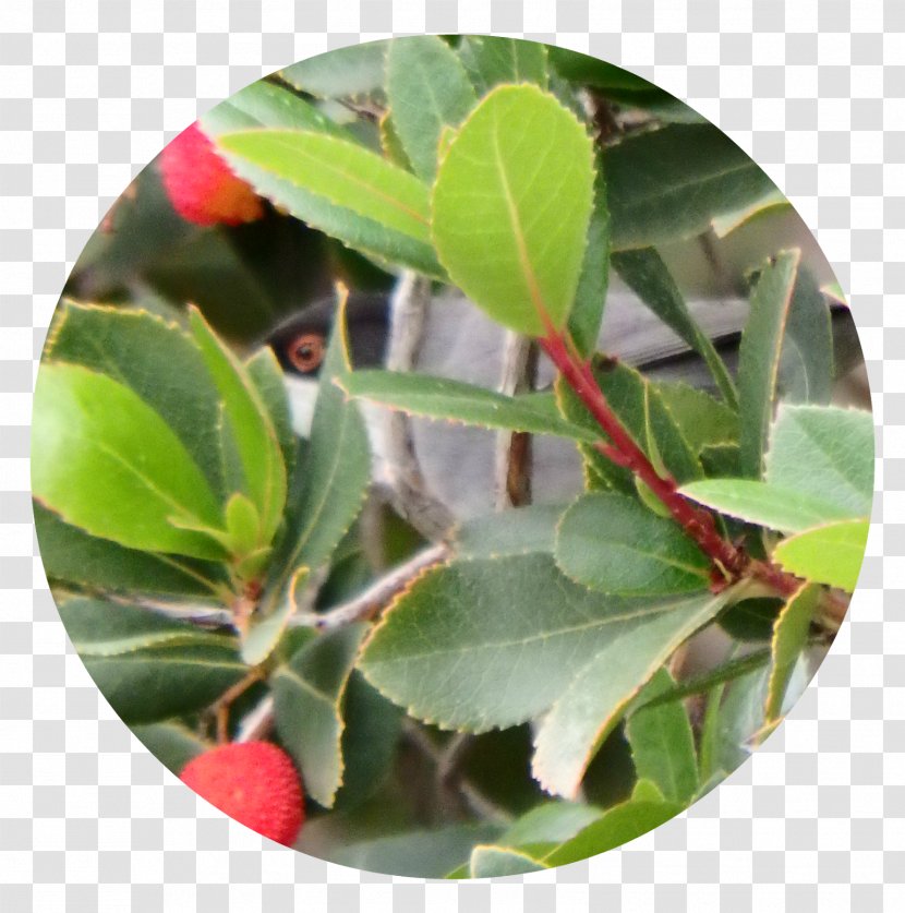 Strawberry Tree Arctostaphylos Madroñera Motacillidae - Common Name - Arbutus Transparent PNG