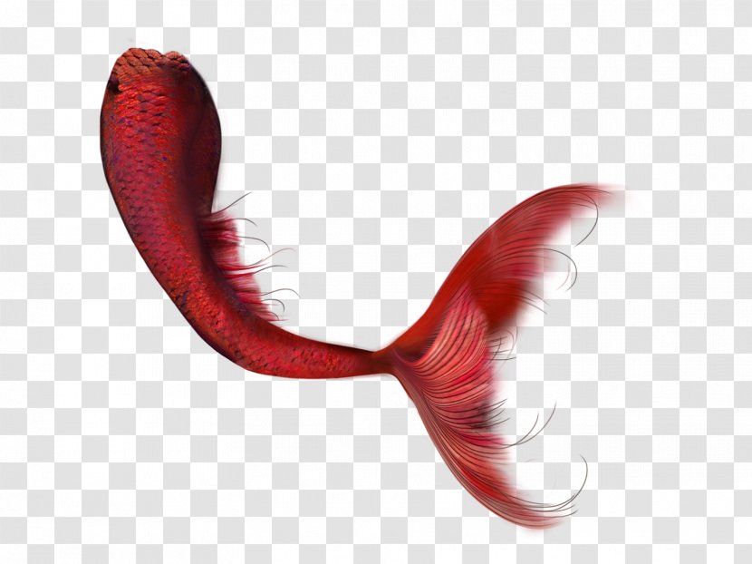 Ariel PicsArt Photo Studio Tail Mermaid - Tuesday November 29 2016 Transparent PNG