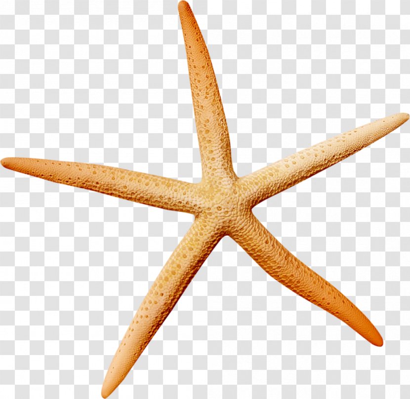 Starfish Icon - Pixel - Material Transparent PNG