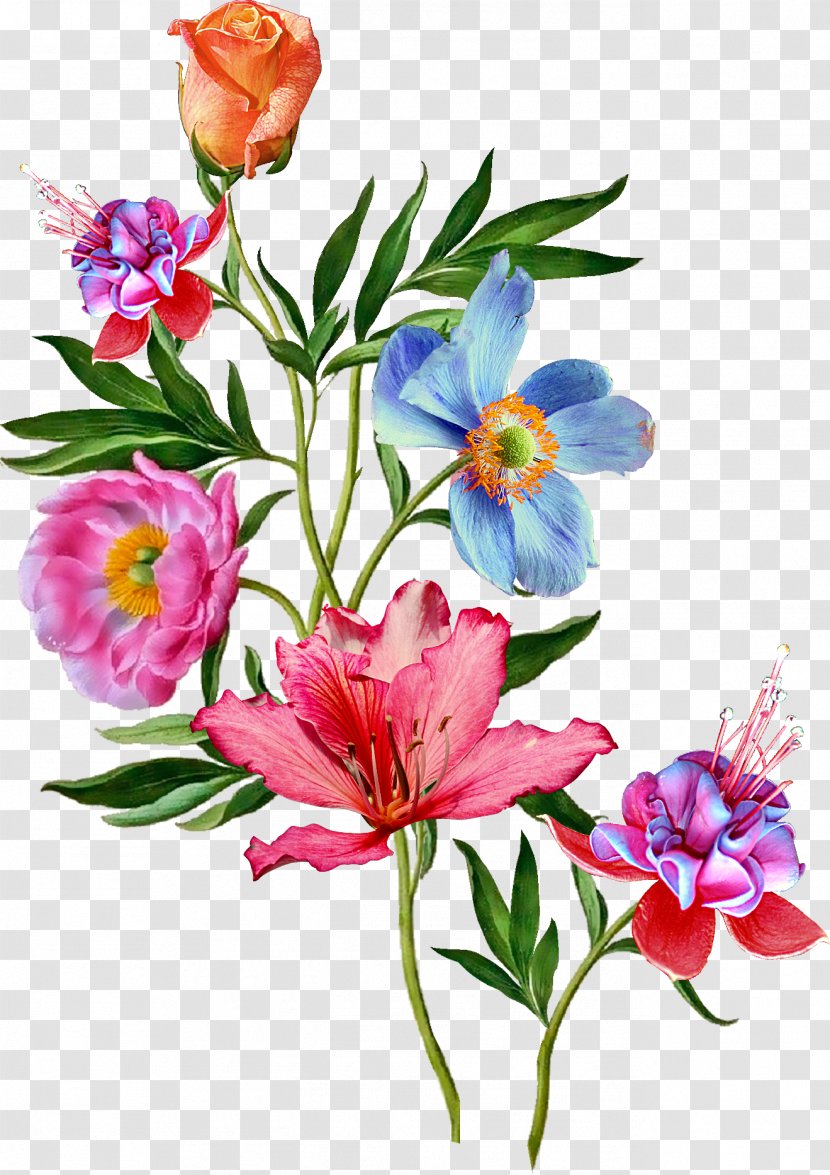 Floral Design Clip Art Flower Image - Annual Plant Transparent PNG