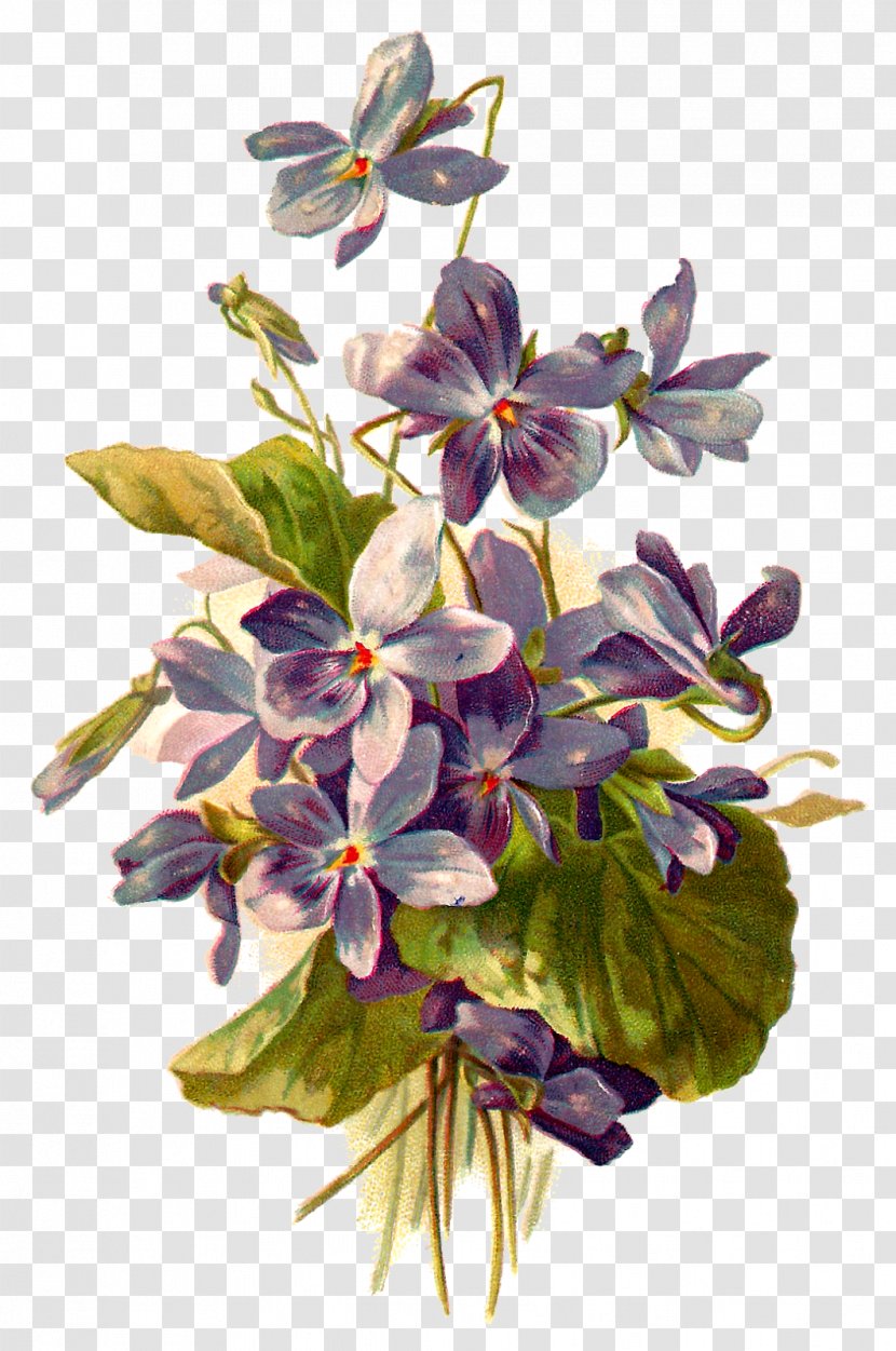 Flower Botanical Illustration Botany Clip Art - Flowering Plant - Violet Transparent PNG