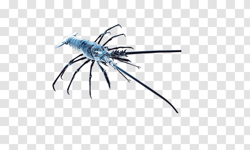 Caridea Shrimp - Insect - Blue Pictures Transparent PNG