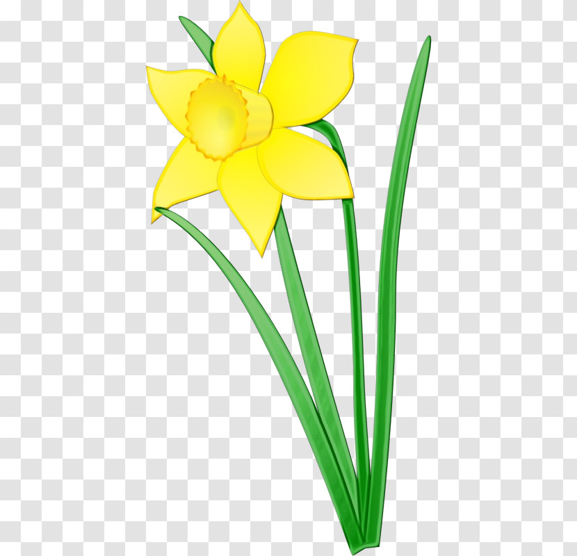 Flower Yellow Petal Plant Narcissus Transparent PNG