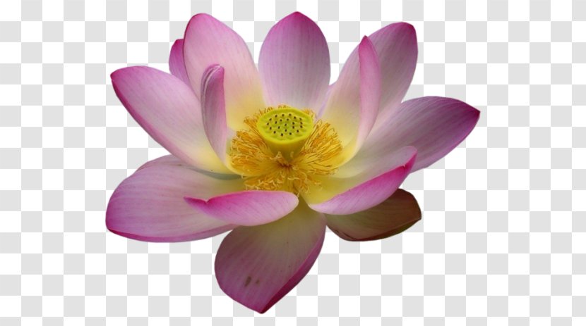 Nelumbo Nucifera Flower Clip Art - Proteales Transparent PNG