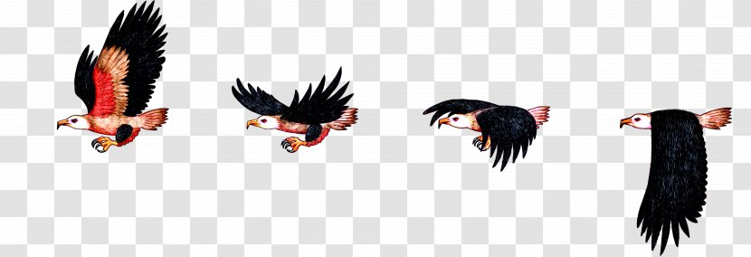 Bird Flight Bald Eagle Sprite - Chameleon Transparent PNG