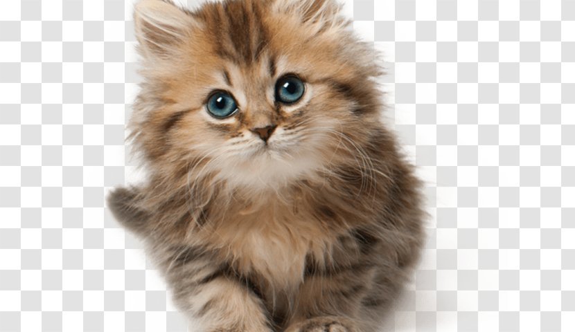 Kitten Munchkin Cat Puppy Tonkinese Clip Art - Heart - Praying Transparent PNG