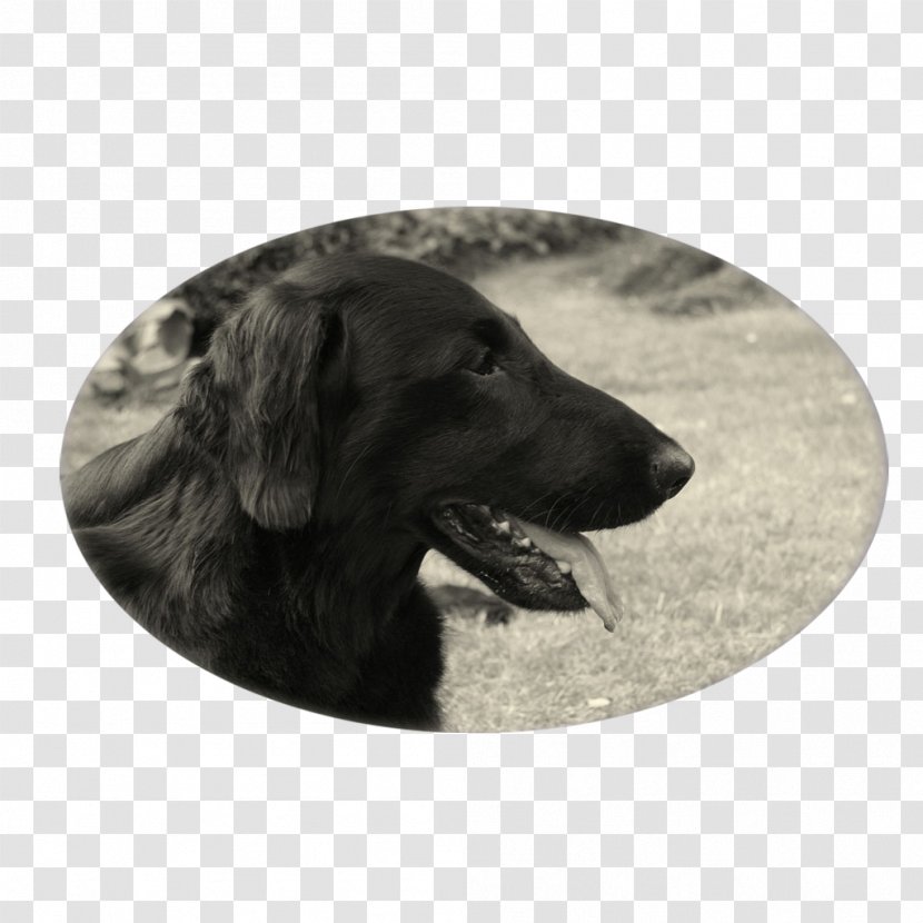 Labrador Retriever Flat-Coated Puppy Dog Breed - Group Transparent PNG