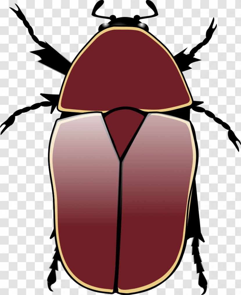 Beetle Pachnoda Marginata Aurantia Cetonia Aurata Animal - Species - Margin Transparent PNG