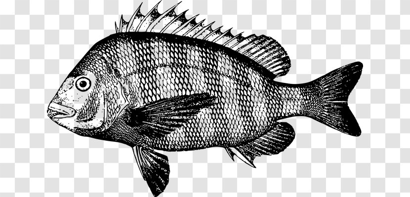 Sheepshead Fish - Organism - Fishing Illustration Transparent PNG