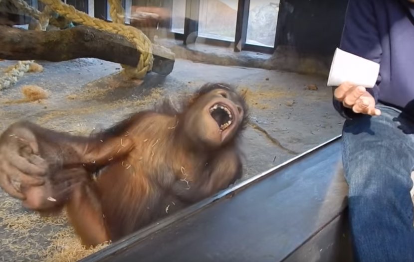Chimpanzee Primate Bornean Orangutan The Orangutans Monkey - Wildlife Transparent PNG