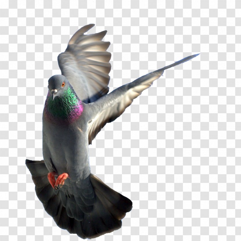 Rock Dove Columbidae Bird - Scalable Vector Graphics - Pigeon Pictures Transparent PNG