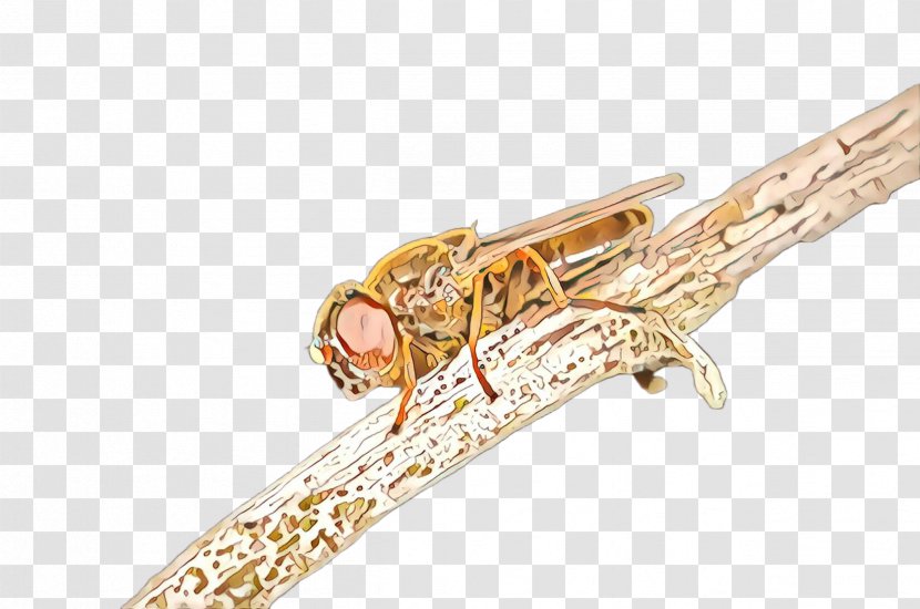 Brass Instrument Insect Wind Musical Jewellery Transparent PNG