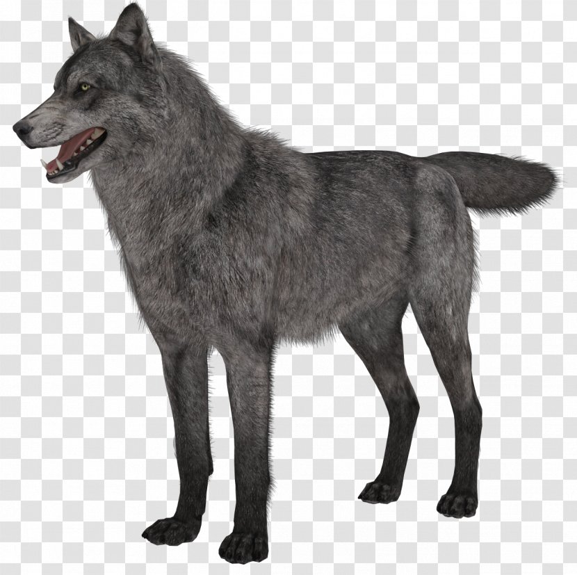 Black Norwegian Elkhound Saarloos Wolfdog Czechoslovakian Kunming - Schipperke - Wolf Transparent PNG