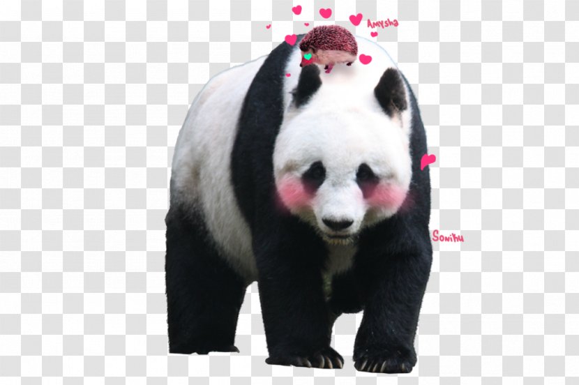 Pixelation Giant Panda Hamilton - Snout - Bear Transparent PNG