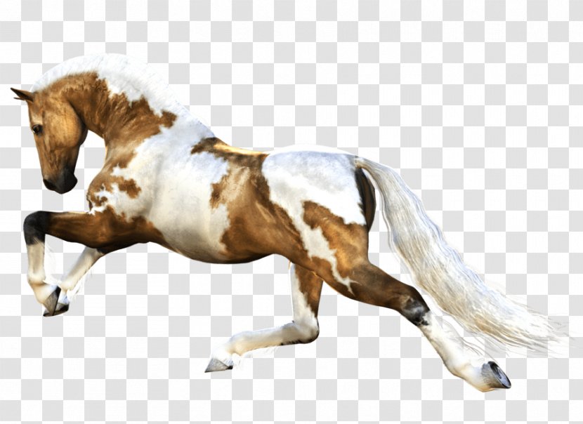 Mustang Mare American Paint Horse Australian Stock Pony Transparent PNG