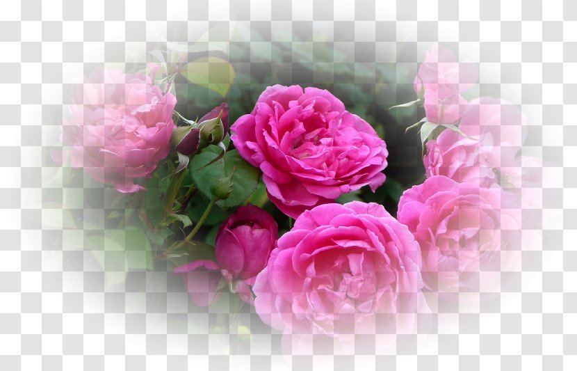 Garden Roses Centifolia Floral Design Cut Flowers - Plant - Flower Transparent PNG