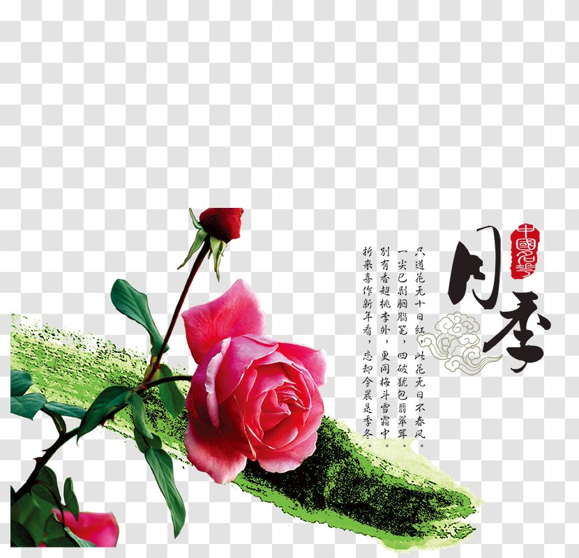 Garden Roses Rosa Chinensis Shiqiaozhen Beach Rose U4e2du56fdu5341u5927u540du82b1 - Gratis - Chinese Transparent PNG